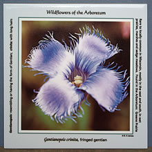 tile gentianopsis 8143.jpg